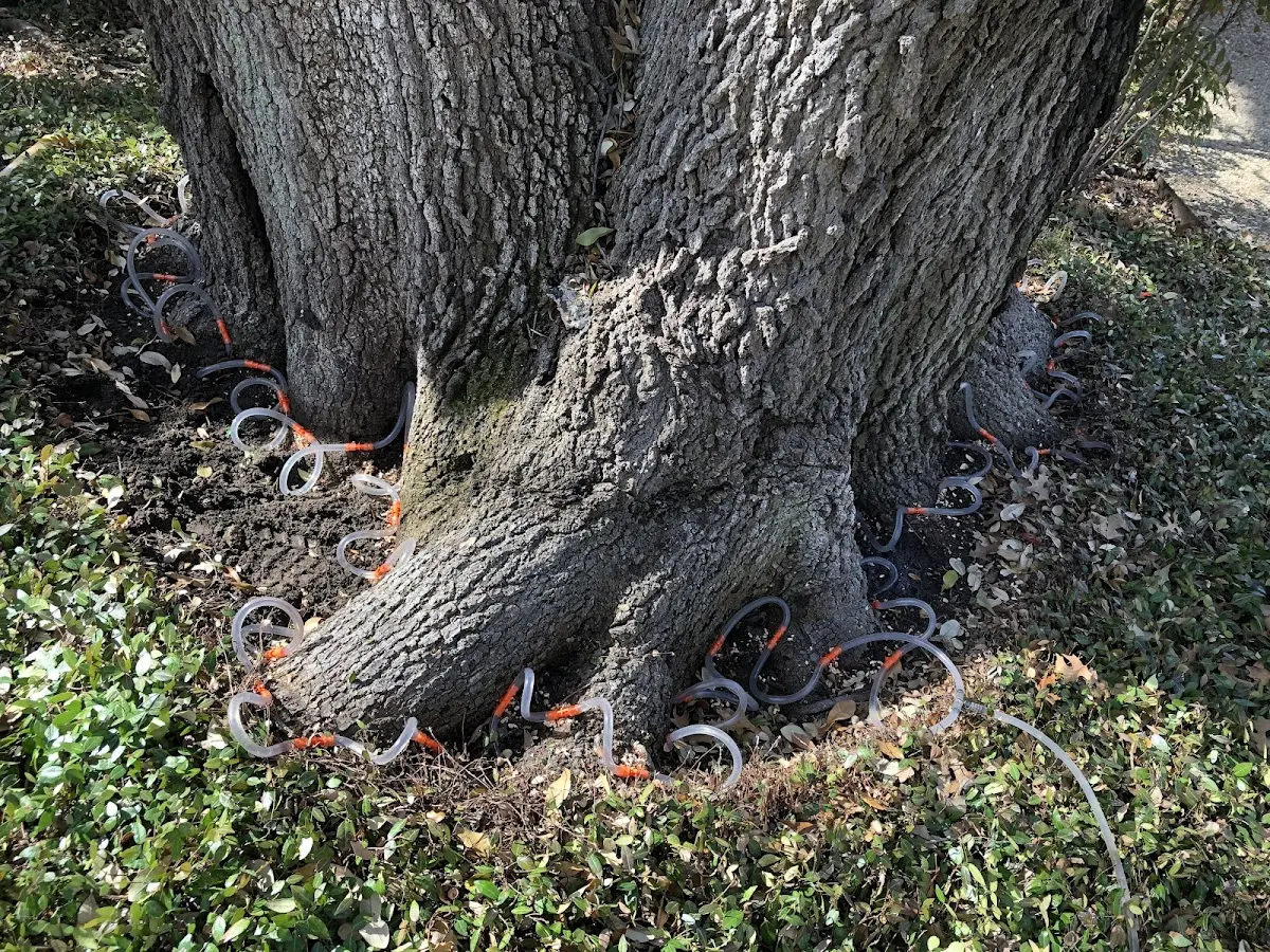 Detailed Tree Cabling and Bracing job site in Lipan